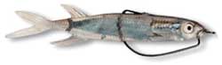 Storm, Rapala VMC Corp Rattle WildEye Split Tail Minnow