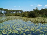 Landes